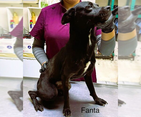 Medium Photo #2 Chihuahua-Unknown Mix Puppy For Sale in Fallbrook, CA, USA