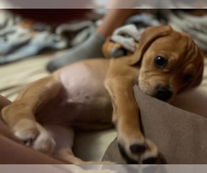 Puggle Puppy for sale in NEW ROCHELLE, NY, USA