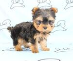 Small Photo #16 Yorkshire Terrier Puppy For Sale in LAS VEGAS, NV, USA