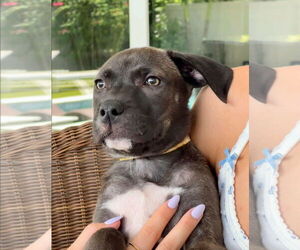 Labrenees Dogs for adoption in Sanford, FL, USA