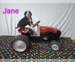 Puppy Jane Bernese Mountain Dog
