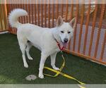 Small #1 German Shepherd Dog-Siberian Husky Mix