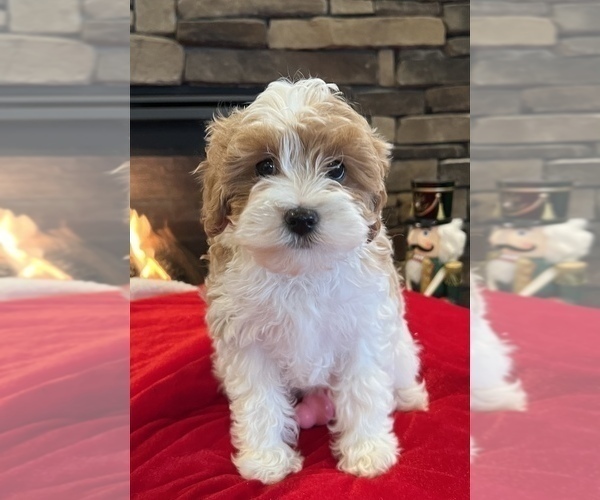 Medium Photo #8 Cavapoo Puppy For Sale in NOBLESVILLE, IN, USA