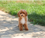 Image preview for Ad Listing. Nickname: Riggs