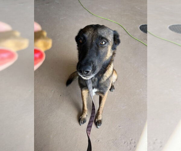Medium Photo #1 Mutt Puppy For Sale in Imlay City, MI, USA