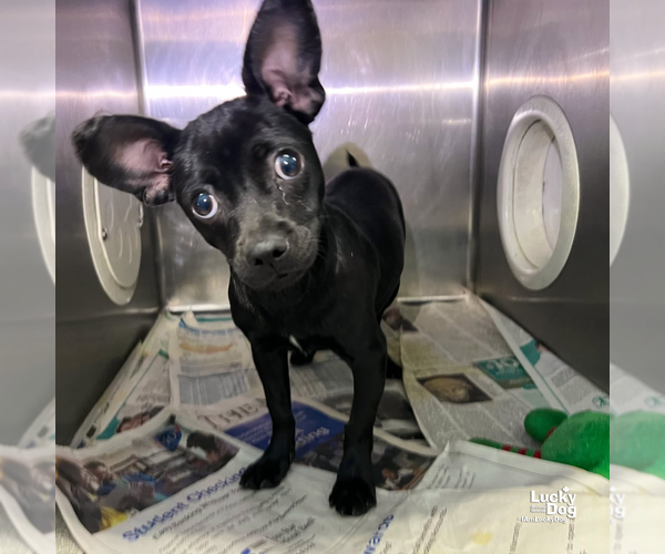 Medium Photo #3 Chihuahua-Unknown Mix Puppy For Sale in Washington, DC, USA