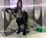 Small #2 Chihuahua Mix