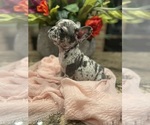 Small #8 French Bulldog