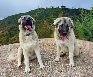 Anatolian Shepherd-Great Pyrenees Mix Dogs for adoption in AGOURA HILLS, CA, USA