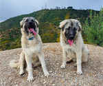 Small Photo #1 Anatolian Shepherd-Great Pyrenees Mix Puppy For Sale in AGOURA HILLS, CA, USA