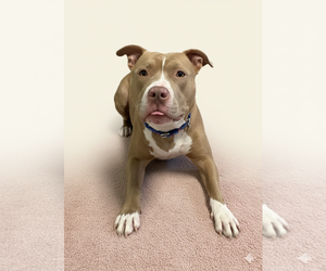 American Pit Bull Terrier-Unknown Mix Dogs for adoption in Spring Lake, NJ, USA