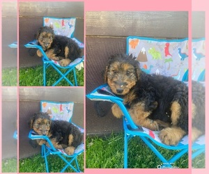 Airedale Terrier Puppy for sale in N PARKERSBURG, WV, USA