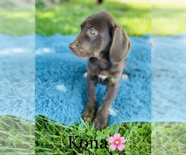 Medium Photo #3 Catahoula Leopard Dog Puppy For Sale in COOKEVILLE, TN, USA