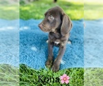 Small Photo #3 Catahoula Leopard Dog Puppy For Sale in COOKEVILLE, TN, USA