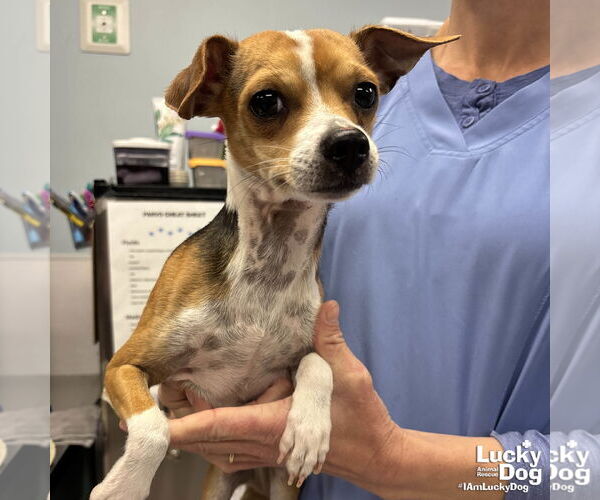 Medium Photo #2 Chihuahua-Unknown Mix Puppy For Sale in Washington, DC, USA