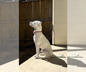 Dalmatian-Unknown Mix Dogs for adoption in San Antonio, TX, USA
