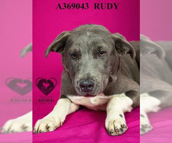 Medium Photo #1 Mutt Puppy For Sale in Stockton, CA, USA