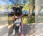 Hatha - Male Mutt Dog for Adoption - Small photo