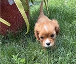 Small #9 Cavalier King Charles Spaniel
