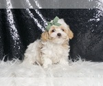 Small Photo #13 Maltipoo Puppy For Sale in WARSAW, IN, USA