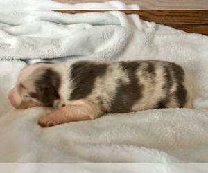 Australian Shepherd Puppy for sale in LODA, IL, USA
