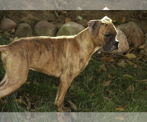 Boxer Puppy for sale in SHIPSHEWANA, IN, USA