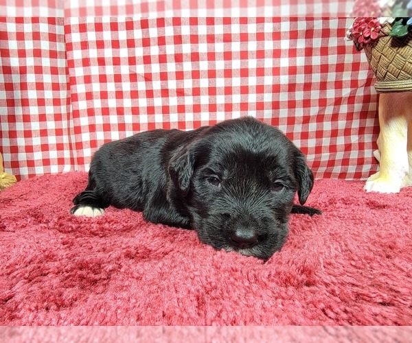 Medium Photo #25 Golden Mountain Dog Puppy For Sale in BLACK FOREST, CO, USA