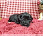 Small #5 Golden Mountain Dog