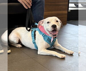 Princess - Female American Pit Bull Terrier-Unknown Mix Dog for Adoption - Photo #6