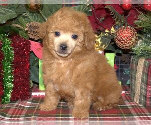 Poodle (Toy) Puppy for sale in HUTCHINSON, KS, USA