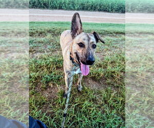 Mutt Dogs for adoption in Boston, MA, USA