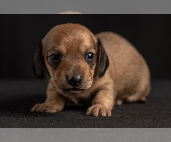 Medium Photo #43 Dachshund Puppy For Sale in CROWLEY, TX, USA
