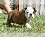 Small Photo #22 Bulldog Puppy For Sale in JACKSONVILLE, FL, USA