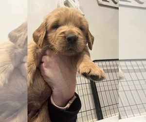 Medium Golden Retriever