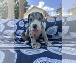 Puppy Mack Great Dane