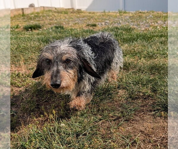 Medium Photo #7 Dachshund Puppy For Sale in Shelbyville, TN, USA