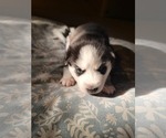 Small Photo #5 Siberian Husky Puppy For Sale in LINDENHURST, IL, USA
