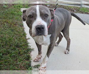 American Bulldog-Unknown Mix Dogs for adoption in Tavares, FL, USA