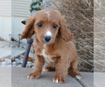 Small Photo #7 Cavapoo Puppy For Sale in CELINA, OH, USA
