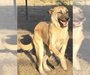 Mutt Dogs for adoption in Minneapolis, MN, USA