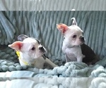 Small #11 Boston Terrier
