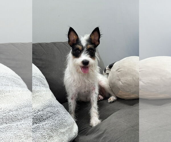 Medium Photo #1 Mutt Puppy For Sale in Germantown, OH, USA