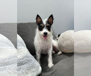 Mutt Dogs for adoption in Germantown, OH, USA