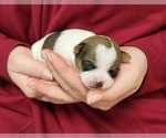 Puppy Eva Chihuahua