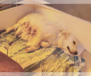 English Cream Golden Retriever Puppy for Sale in CONROE, Texas USA