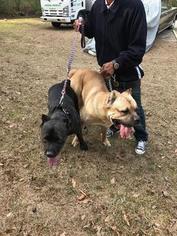 Father of the Cane Corso puppies born on 05/29/2017