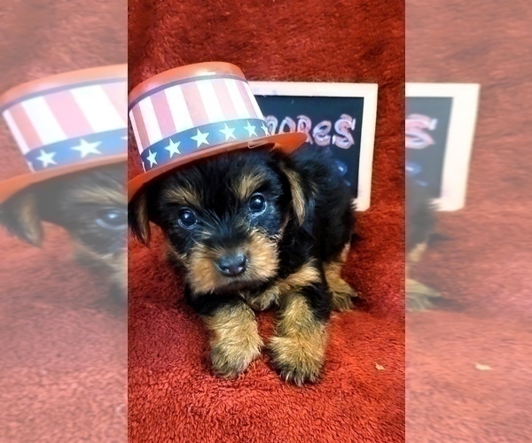 Medium Photo #17 Yorkshire Terrier Puppy For Sale in AKRON, OH, USA