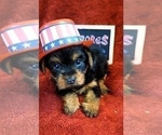 Small Photo #17 Yorkshire Terrier Puppy For Sale in AKRON, OH, USA