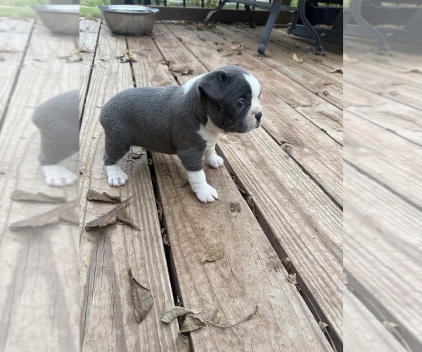 Medium Photo #6 Boston Terrier Puppy For Sale in FREDONIA, KS, USA