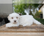 Small Photo #3 Havanese Puppy For Sale in YANKTON, SD, USA
